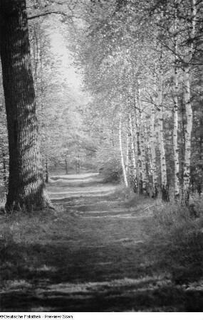 Mit Birken gesäumter Waldweg
