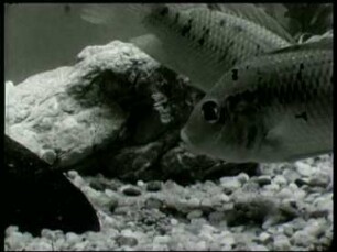 Tilapia galilaea (Cichlidae) - Laichablage