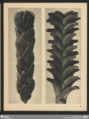 Arenaria armeriastrum - Sandkraut (20mal vergrößert)