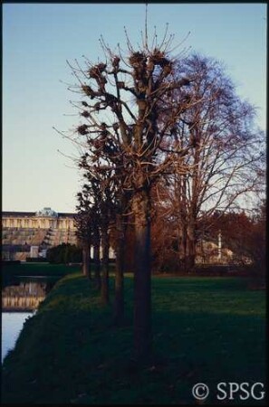 Potsdam, Park Sanssouci, Bullenwiese, Kastanien bei den Stichgräben.