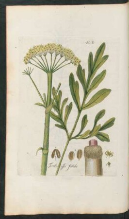 402. Ferula assa foetida