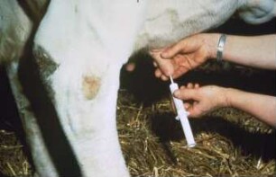 Fotografie: Tierproduktionsverfahren, Milchviehhaltung, Tiergesundheit