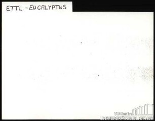 ETTL.-EUCALYPTUS