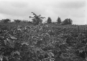 Plantage : Blick über eine Plantage in Richtung eines Hauses
