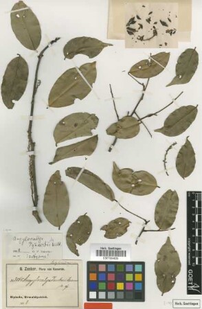 Angylocalyx zenkeri Harms [syntype]