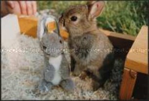 Zwergkaninchen mit Plüschhasen in einem Kasten (Sonderthema: Liebe)
