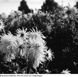 Internationale Gartenbau-Ausstellung (IGA)