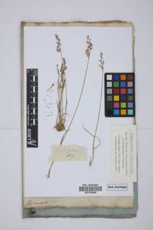 Poa glauca