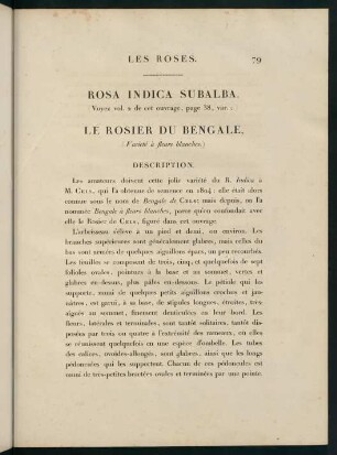 79-80, Rosa Indica Subalba. Le Rosier du Bengale (Varieté à fleurs blanches.)