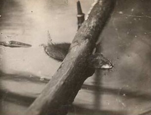 Bisamratte (Fiber zibethicus L.). Schutzstellung im Wasser