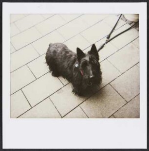 Hund in Heiligendamm
