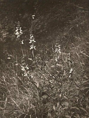 Aufrechter Ziest (Stachys recta)