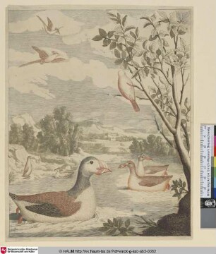 [Papageitaucher; Puffin]