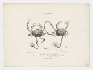 Danse fantastique, aus: "La Caricature", Paris 1830