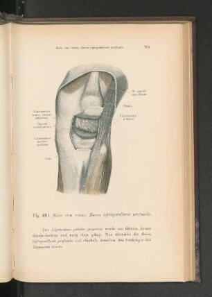 Fig. 610. Knie von vorne, Bursa infrapatellaris profunda.