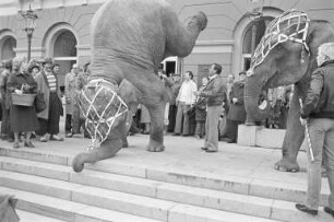 Gastspiel des Zirkus Busch-Roland auf dem Karlsruher Messplatz