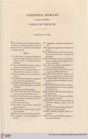 Corporis humani facie adversa stratum tertium