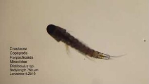 Distioculus sp., Lanzarote 2019