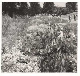 Bundesgartenschau 1955, Kassel: Blumenbeet mit Iris
