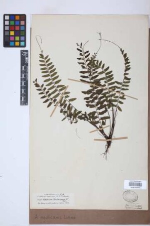 Asplenium radicans L.