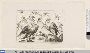 Adler, Ente, Reiher und andere Vögel
