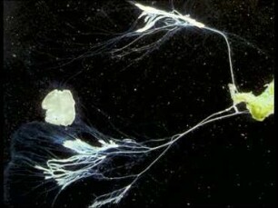 Bewegung, Nahrungsaufnahme und Fortpflanzung bei Reticulomyxa filosa (Rhizopoda)