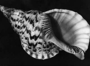 Triton tritonis (Tritonshorn)