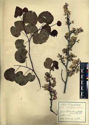 Leguminosae Cericis Siliquastrum Linné, Carl von (1707 - 1778) [Banijas]
