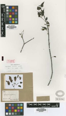 Banisteria cristata Griseb. [holotype]