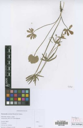 Ranunculus noricus E. H&ouml;randl & W. Gutermann[paratype]