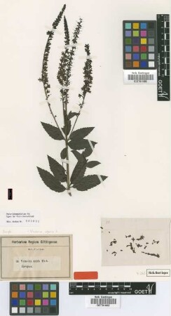 Veronica nitida Ehrh. ex Roem. & Schult. [isotype]