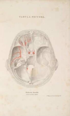 Capitis sectio horizontalis. Situs nervorum cerebri in basi cranii, nervus recurrens primi rami quinti paris, stratum primum nervorum orbitae atque cavitatis cranii mediae