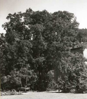 Japanischer Schnurbaum (Styphnolobium japonicum (Synonym Sophora japonica) auch Honigbaum, Schnurbaum, Perlschnurbaum, Japanischer Perlschnurbaum, Japanischer Pagodenbaum im Großen Garten in Dresden (am Palais)