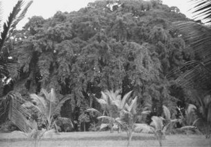 Große Waringin : Landschaft mit einem Baum und Palmen