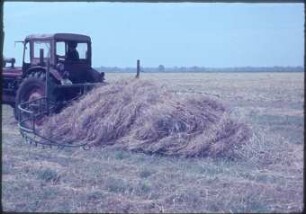 Heckschiebesammler Flatow angebaut am Traktor Belarus, beim Zusammenschieben von Heuschwaden