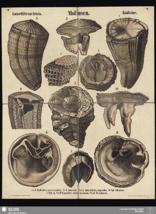 Tafel 33: Mollusca : Lamellibranchiata : Rudistae