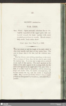 Murex contrarius. Tab. XXIII