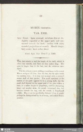 Murex contrarius. Tab. XXIII