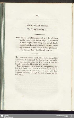 Ammonites nodosus. Tab. XCII. - Fig. 5