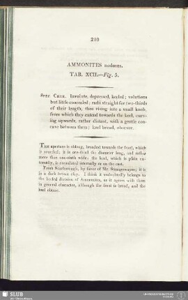 Ammonites nodosus. Tab. XCII. - Fig. 5
