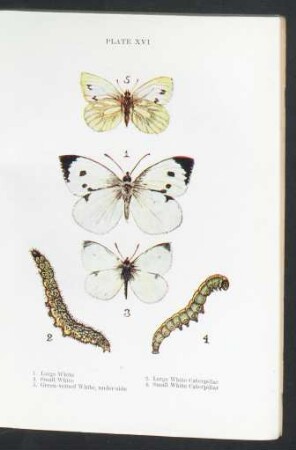 Plate XVI