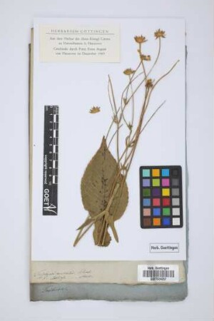 Trichera muralis Schrad.