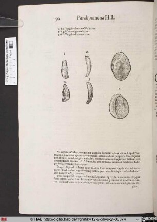Unguis odoratus Offic inatum.