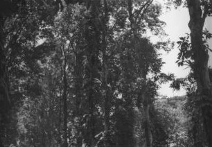 Botanischer Garten. Epiphyten : Baumlandschaft mit parasitärem Bewuchs