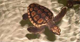 Tortuga - Die unglaubliche Reise der Meeresschildkröte