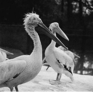 Zootiere. Pelikane im Leipziger Zoo