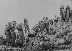 Bergvegetation : Die Vegetation an einem Hang des Kilimandscharo mit stark ausgeprägten Pflanzungen von Senecio Kilimanjaro