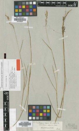 Leersia abyssinica Hochst. ex A.Rich. [type]