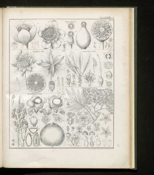 Tab. LXXXVIII