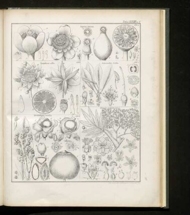 Tab. LXXXVIII